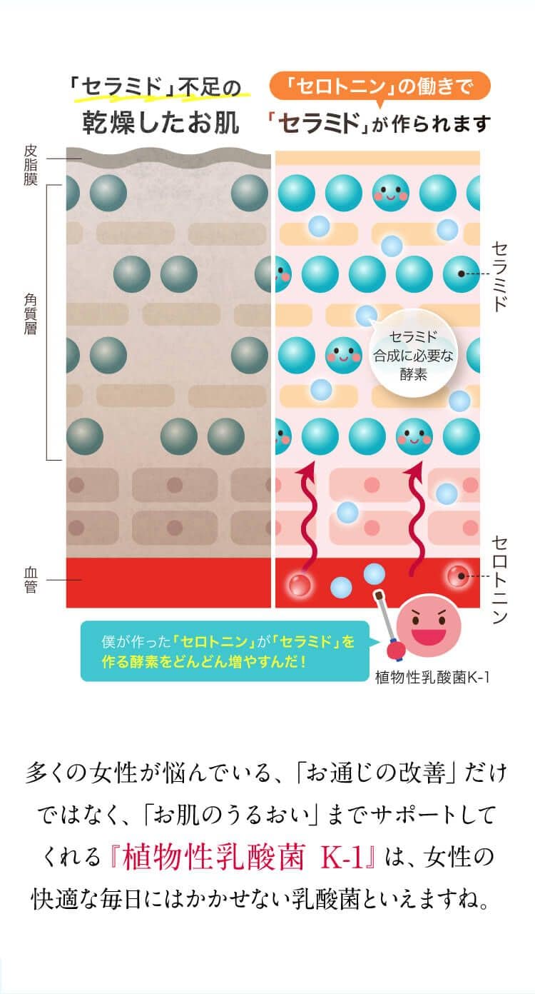 多くの女性が悩んでいる、「お通じの改善」だけではなく、「お肌のうるおい」までサポートしてくれる『植物性乳酸菌 K-1』は、女性の快適な毎日にはかかせない乳酸菌といえますね。