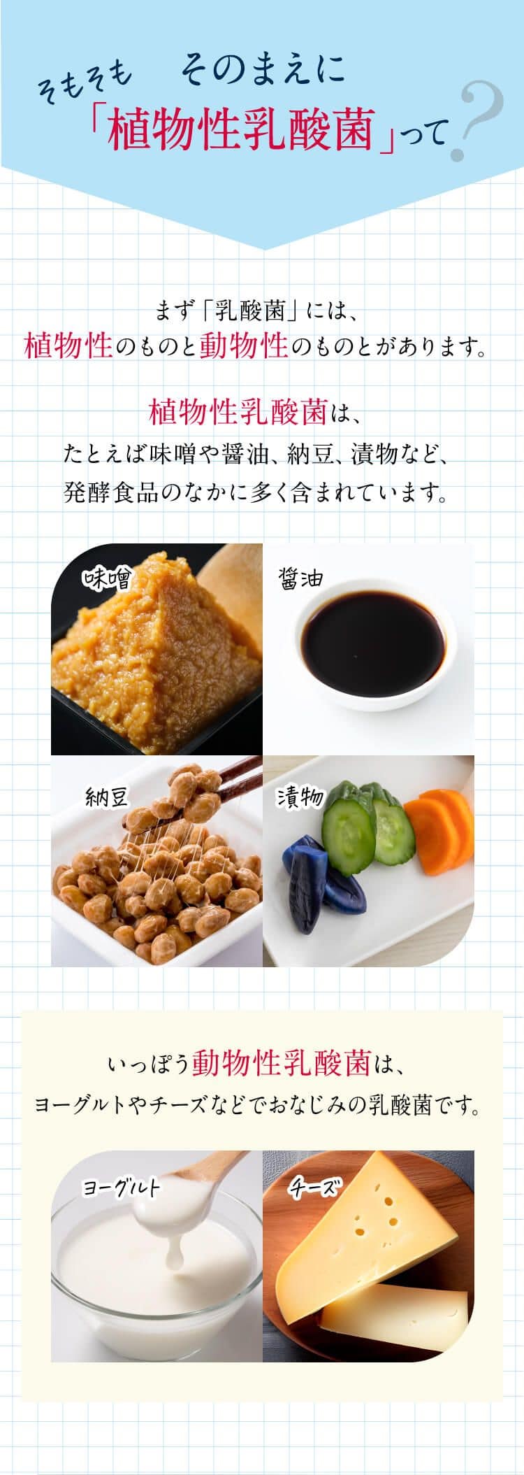 そもそもそのまえに「植物性乳酸菌」ってまず「乳酸菌」には、植物性のものと動物性のものとがあります。植物性乳酸菌は、たとえば味噌や醤油、納豆、漬物など、発酵食品のなかに多く含まれています。いっぽう動物性乳酸菌は、ヨーグルトやチーズなどでおなじみの乳酸菌です。
