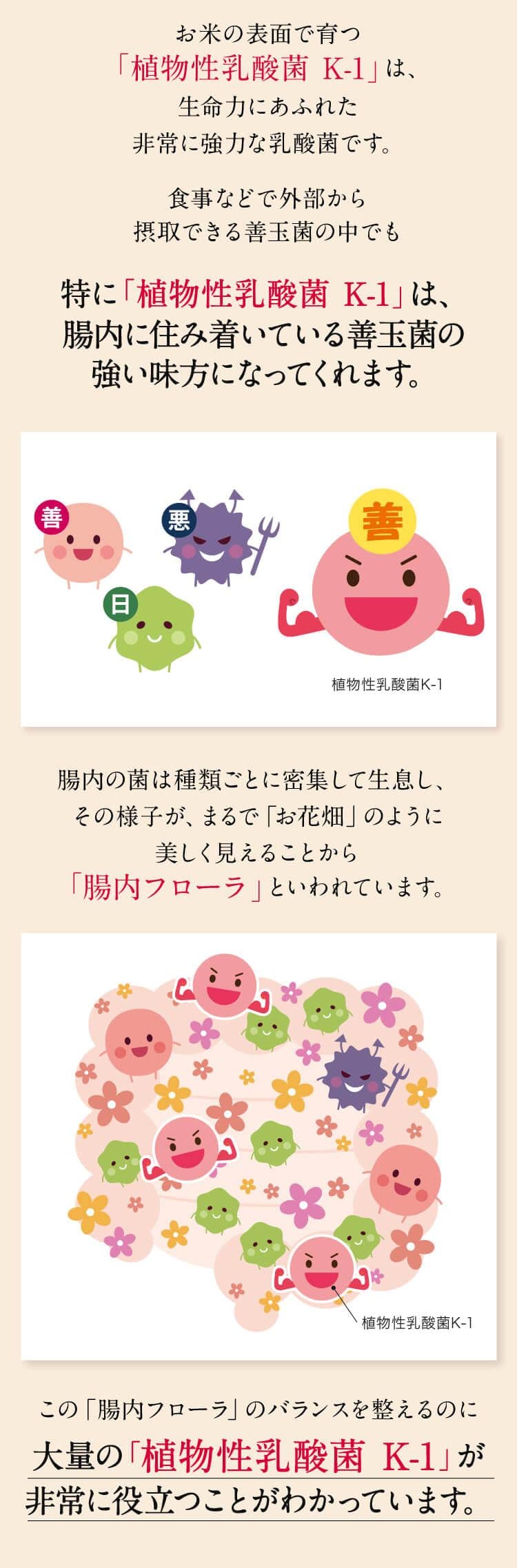 お米の表面で育つ「植物性乳酸菌 K-1」は、生命力にあふれた非常に強力な乳酸菌です。食事などで外部から摂取できる善玉菌の中でも特に「植物性乳酸菌 K-1」は、腸内に住み着いている善玉菌の強い味方になってくれます。腸内の菌は種類ごとに密集して生息し、その様子が、まるで 「お花畑」 のように美しく見えることから
「腸内フローラ」といわれています。・植物性乳酸菌K-1この「腸内フローラ」のバランスを整えるのに大量の「植物性乳酸菌 K-1」が非常に役立つことがわかっています。